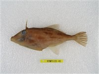 藏品(短角單棘魨)的圖片